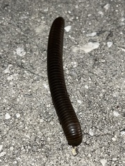 Narceus americanus