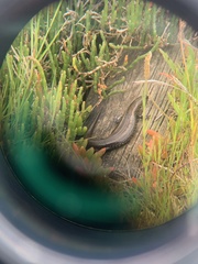 Lissolepis coventryi