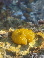 Colpomenia tuberculata