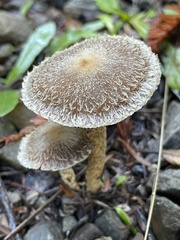 Psathyrella frustulenta