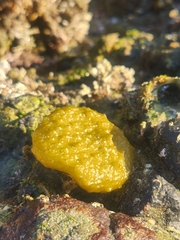 Colpomenia tuberculata