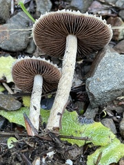 Psathyrella frustulenta
