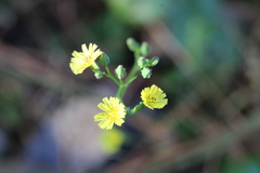 Youngia japonica