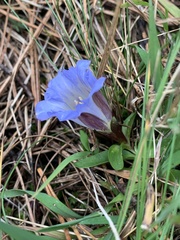 Gentiana spathacea