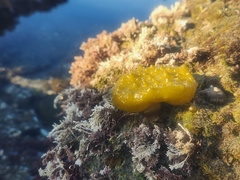 Colpomenia tuberculata