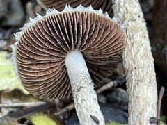 Psathyrella frustulenta