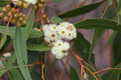 Eucalyptus porosa