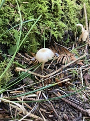 Clitocybaceae