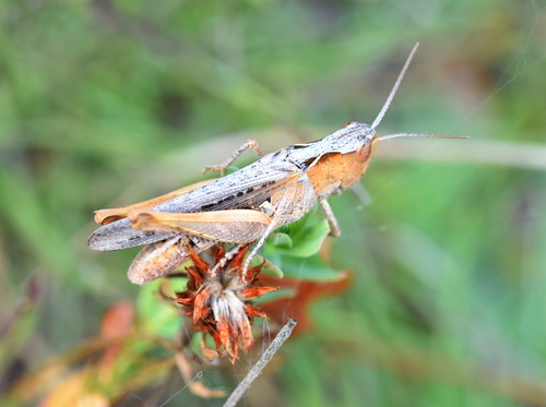 lesser field grasshopper