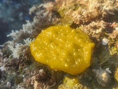 Colpomenia tuberculata