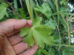 Acer miyabei