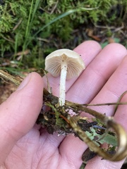 Clitocybaceae