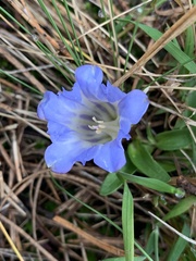 Gentiana spathacea