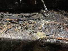 Plethodon elongatus