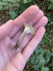 Clitocybaceae