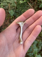 Clitocybaceae