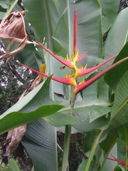 Heliconia