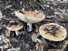 Russula fragrantissima