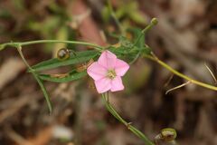 Convolvulus remotus