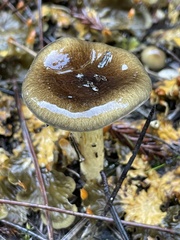 Hygrophorus hypothejus