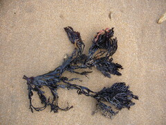 Xiphophora chondrophylla