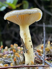 Hygrophorus hypothejus
