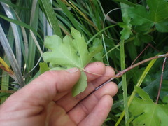 Acer miyabei