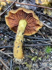 Cortinarius croceus