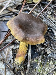 Cortinarius croceus