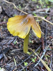 Hygrocybe