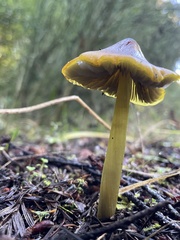 Hygrocybe