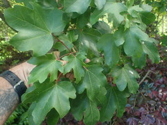 Acer miyabei