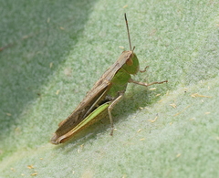 Chorthippus dichrous