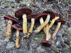 Cortinarius smithii