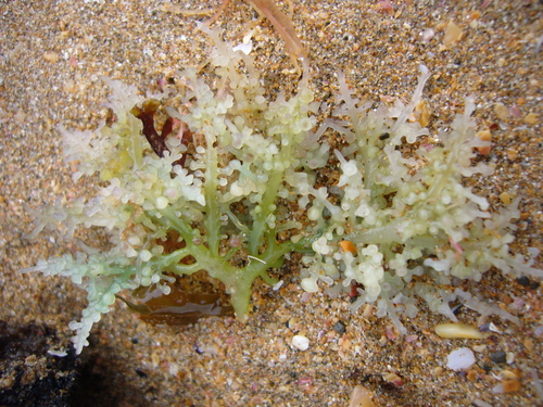 Gigartina macrocarpa, 2022-04-17