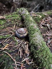 Monadenia infumata