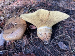 Suillus ponderosus