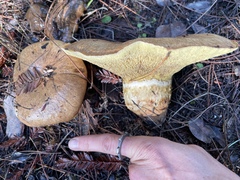 Suillus ponderosus