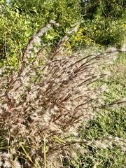 Schizachyrium littorale