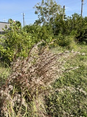 Schizachyrium littorale