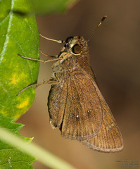 Decinea percosius