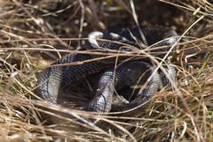 Lampropeltis splendida