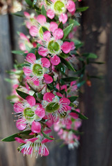 Leptospermum scoparium