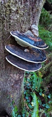 Fomitopsis ochracea