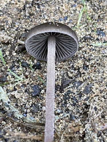 Dewdrop Mottlegill