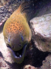 Gymnothorax javanicus
