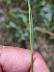 Dichelachne micrantha