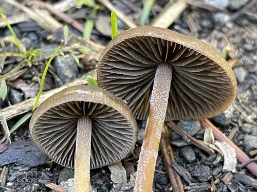 Dewdrop Mottlegill