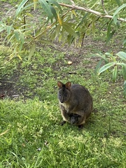 Thylogale billardierii