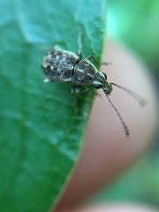 Cacephatus huttoni